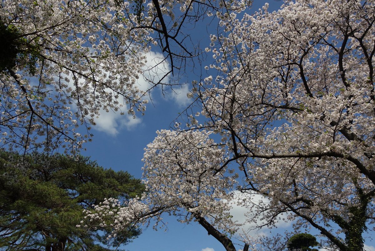 三好草平 tweet media