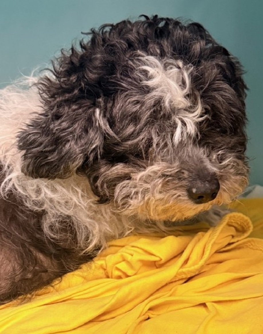 nyc_lilpaws2025's tweet image. Fruit Loop was not adopted at the mobile adoption event today 🥺
She is waiting for her hero!

nycacc.app/browse/250361

#Pledge4Rescue #foster #adopt