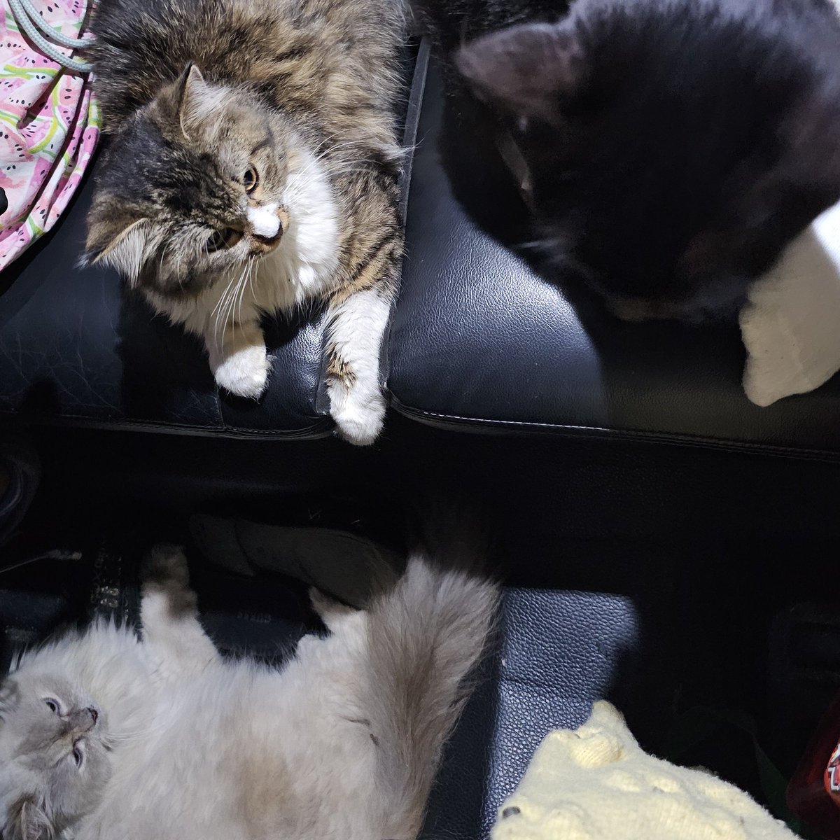 raelnachrysan tweet media