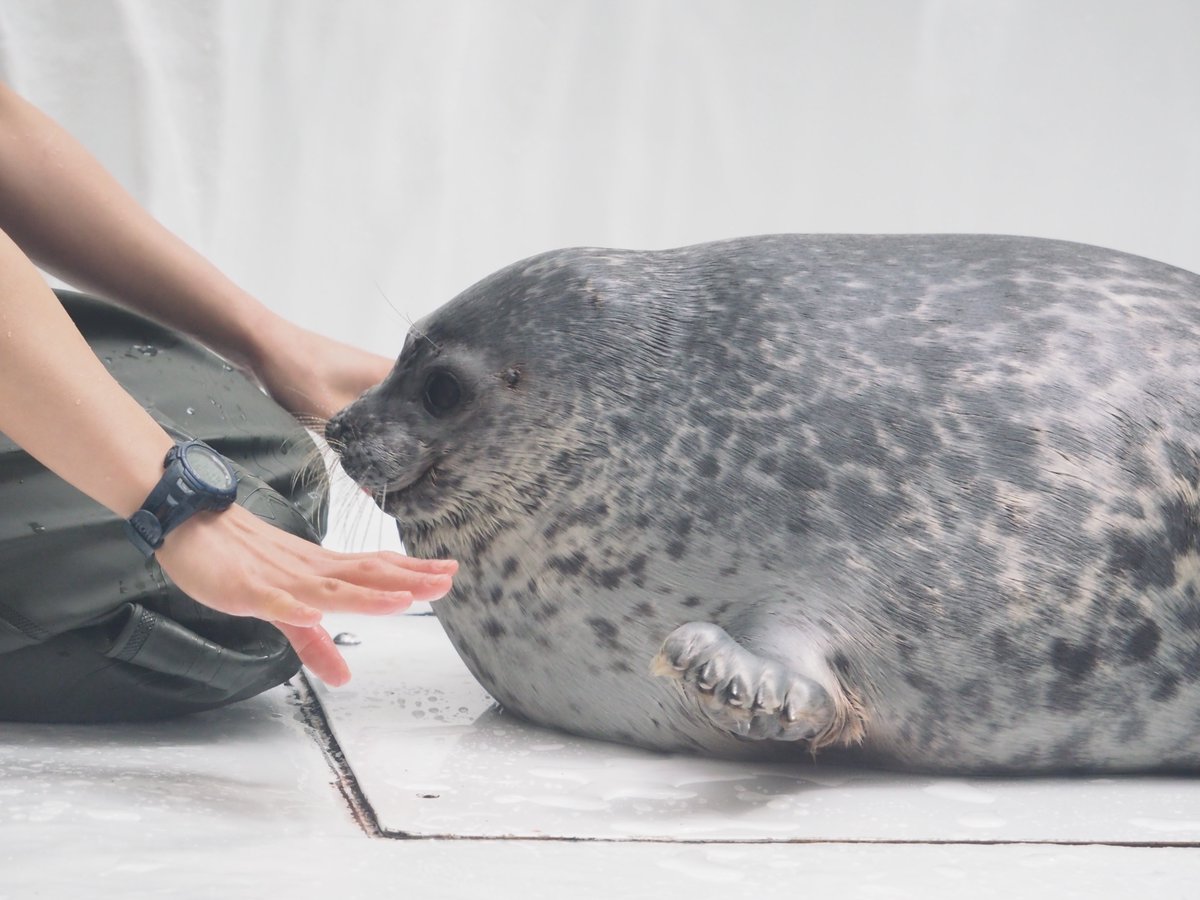 海獣先輩 tweet media