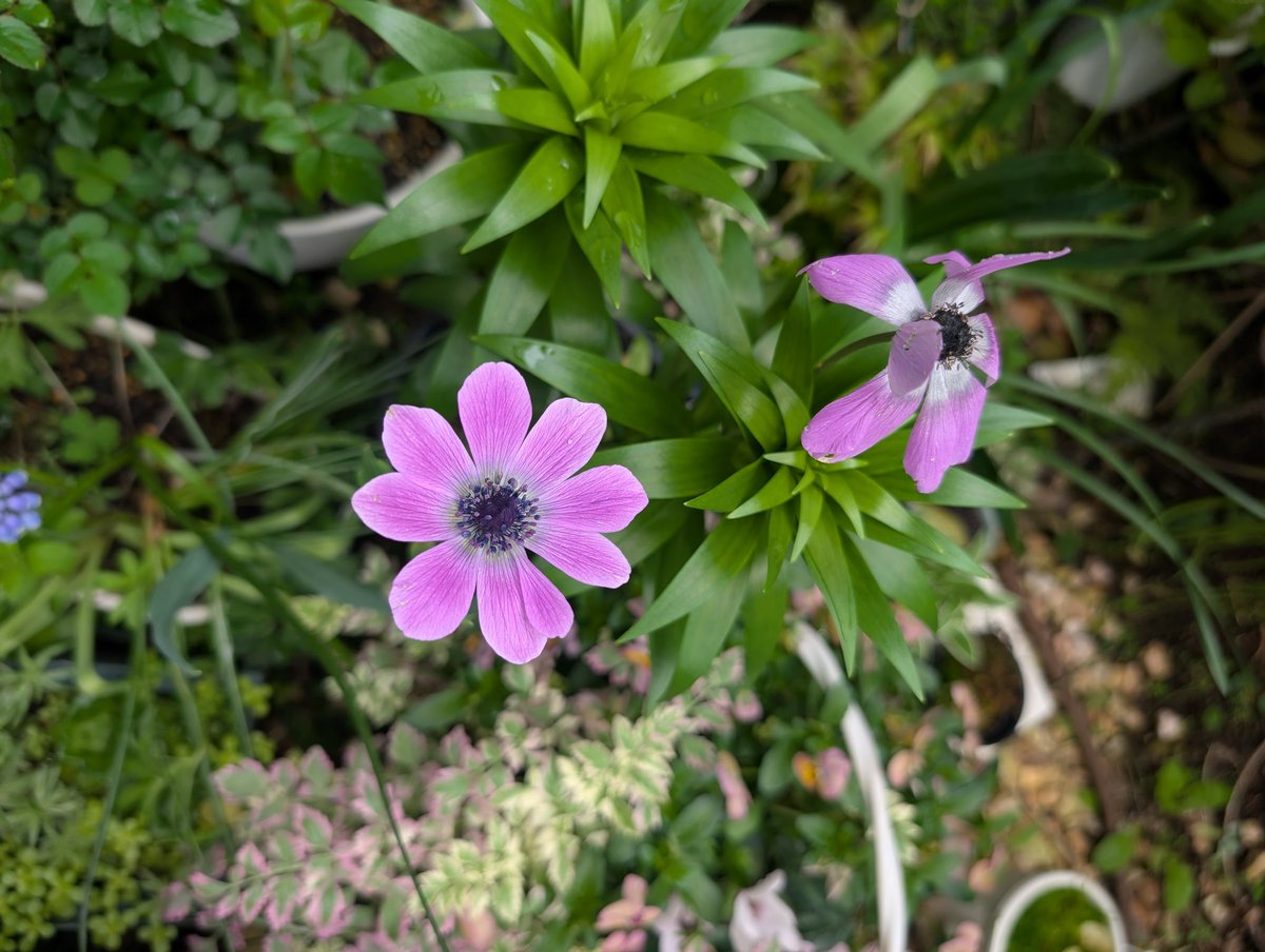 天埜鳩愛🕊💕🐂書籍化進行中頑張る! tweet media