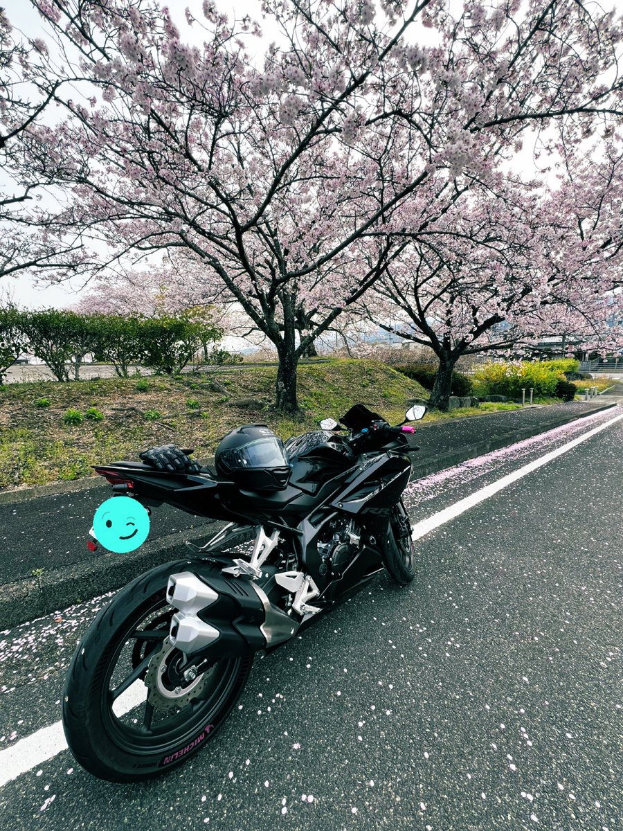 km0101jon's tweet photo. 桜とバイクってこんな最高なんやね🤣 https://t.co/Wh3VDv28zl