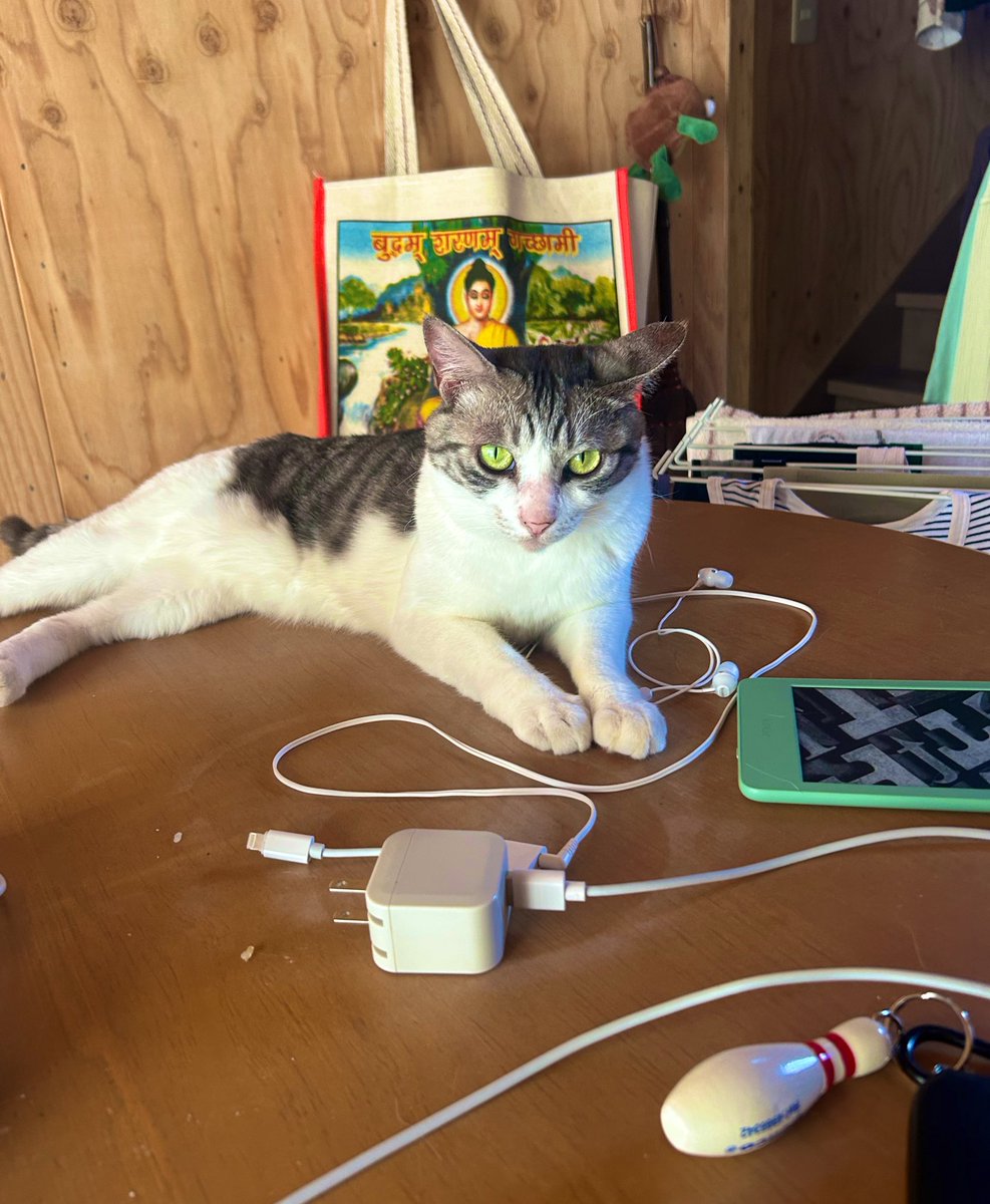 大天使！まきまきうんこちゃん🪽 tweet media