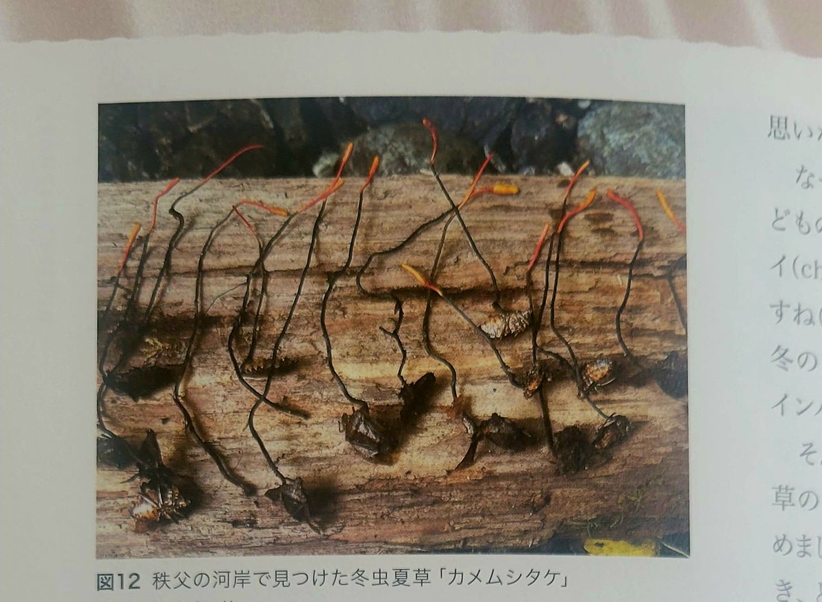 2025年12月多摩美術大学のシンポジウムでのイルマ・オスノの参加内容が、掲載されました。

私のテーマ「アヤクーチョから秩父までの記録」では、両地域における私の芸術的・文化的な歩みとともに、自然の中での出会いや発見についても紹介しています。

みなさん、どうもありがとうございました。