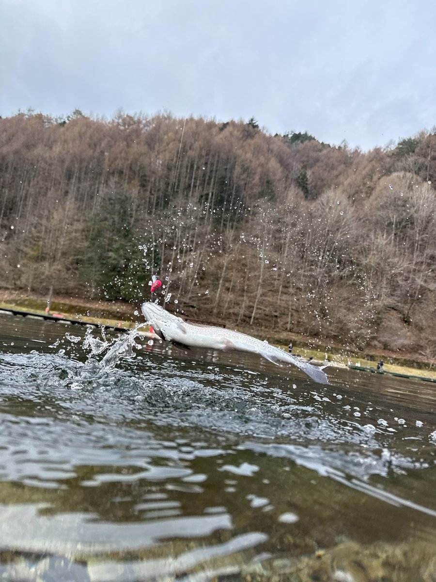 ポンテーン tweet media