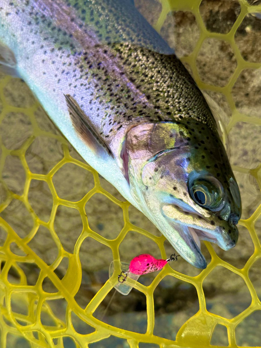 ポンテーン tweet media