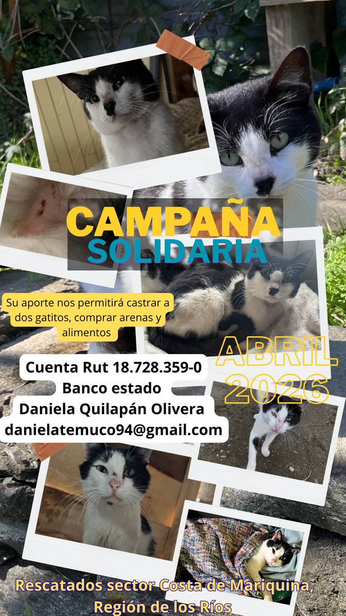 Dani🐈🐶🐾🐾 tweet media