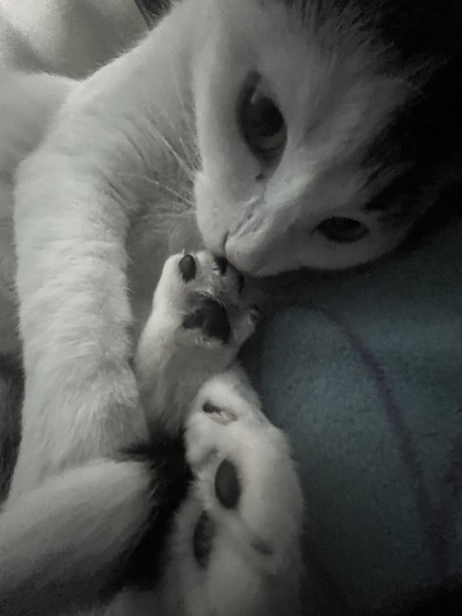 шин ݁ᛪ༙ tweet media