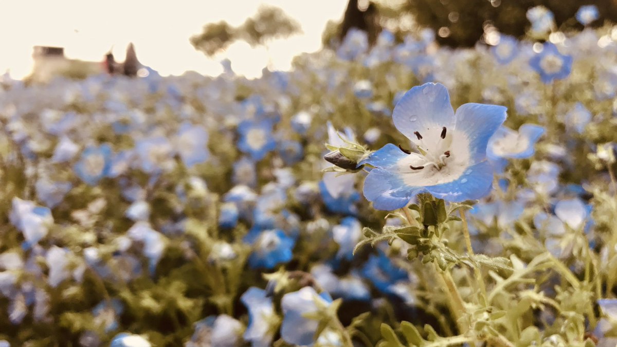 六路木アルク🦒🌳/Aruku_Rokurogi tweet media