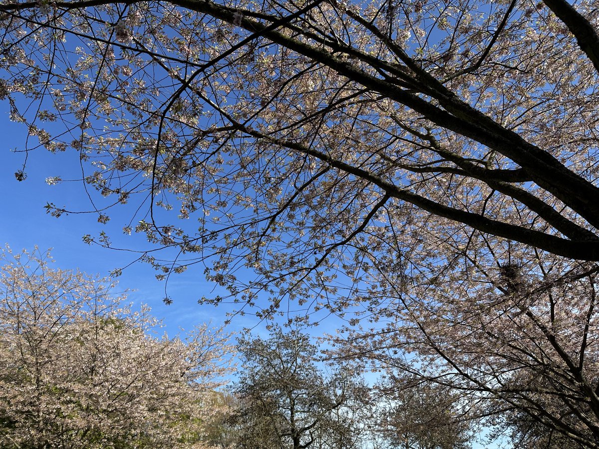 taito 💮 tweet media