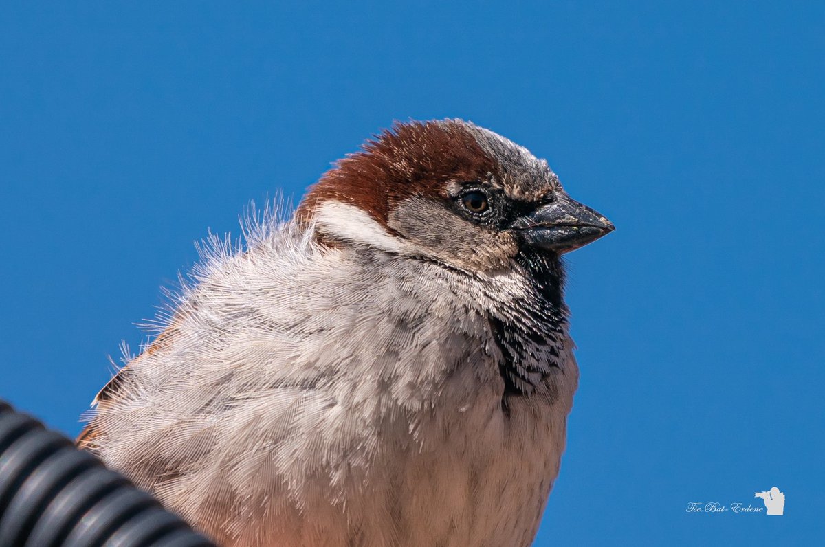 𝓣𝓼.𝓑𝓪𝓽-𝓔𝓻𝓭𝓮𝓷𝓮 🕉 tweet media