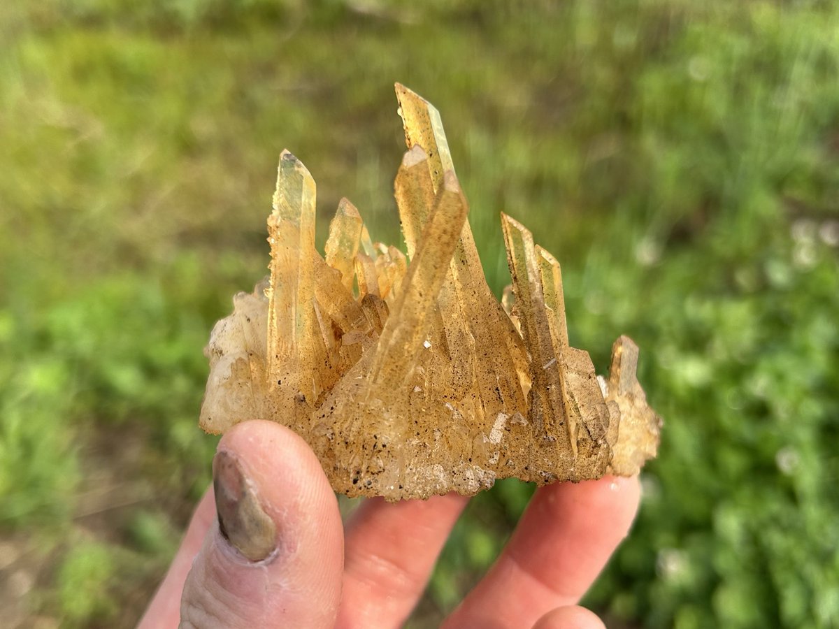 【自然遊撃隊】こうへい⛏️ tweet media