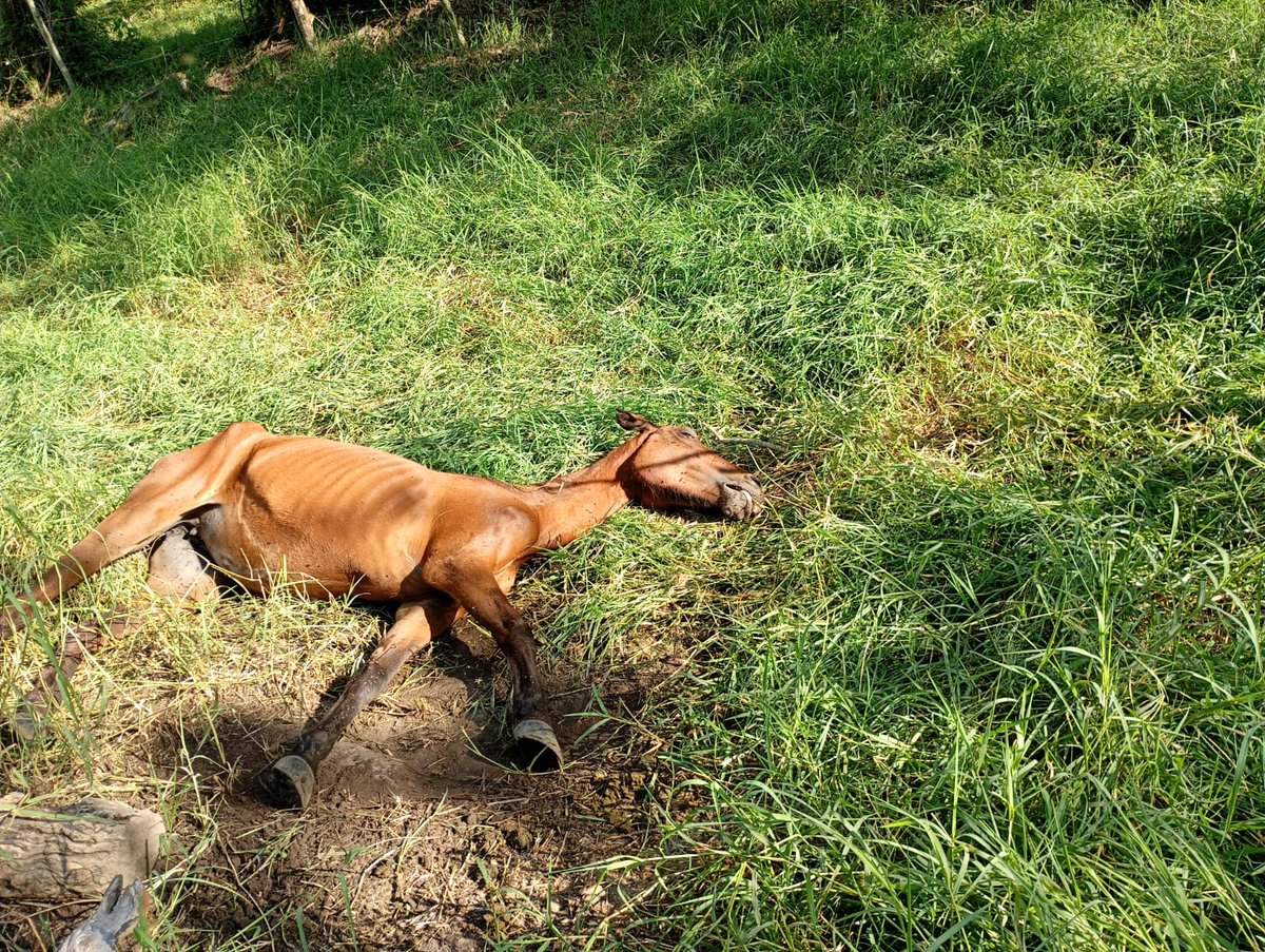 Marce Tabares 🐶 tweet media