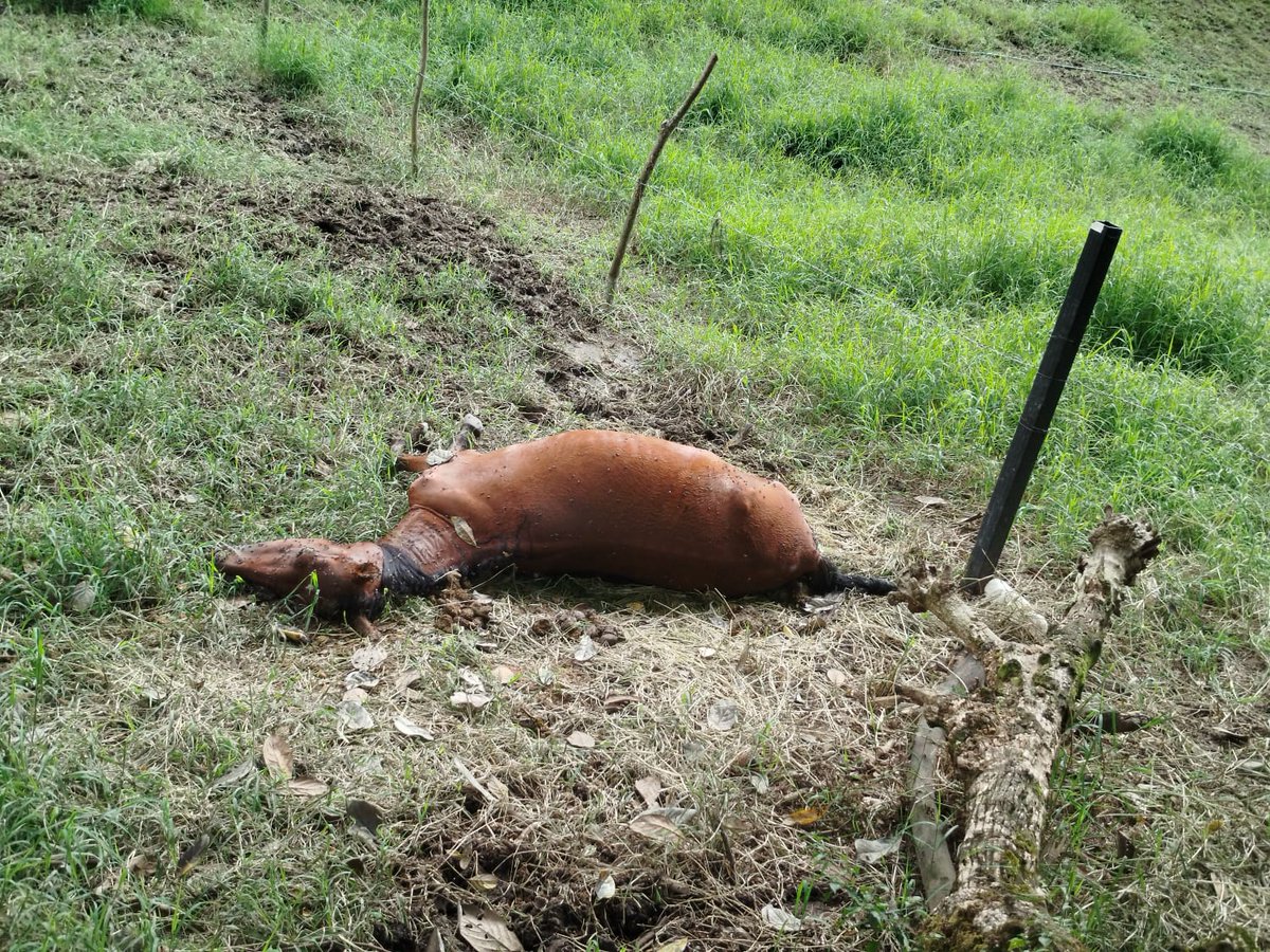 Marce Tabares 🐶 tweet media