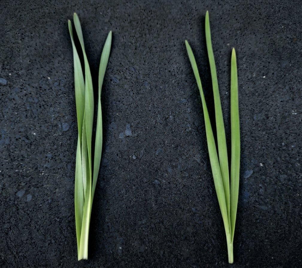 青髪のテツ🪼八百屋歴15年 tweet media