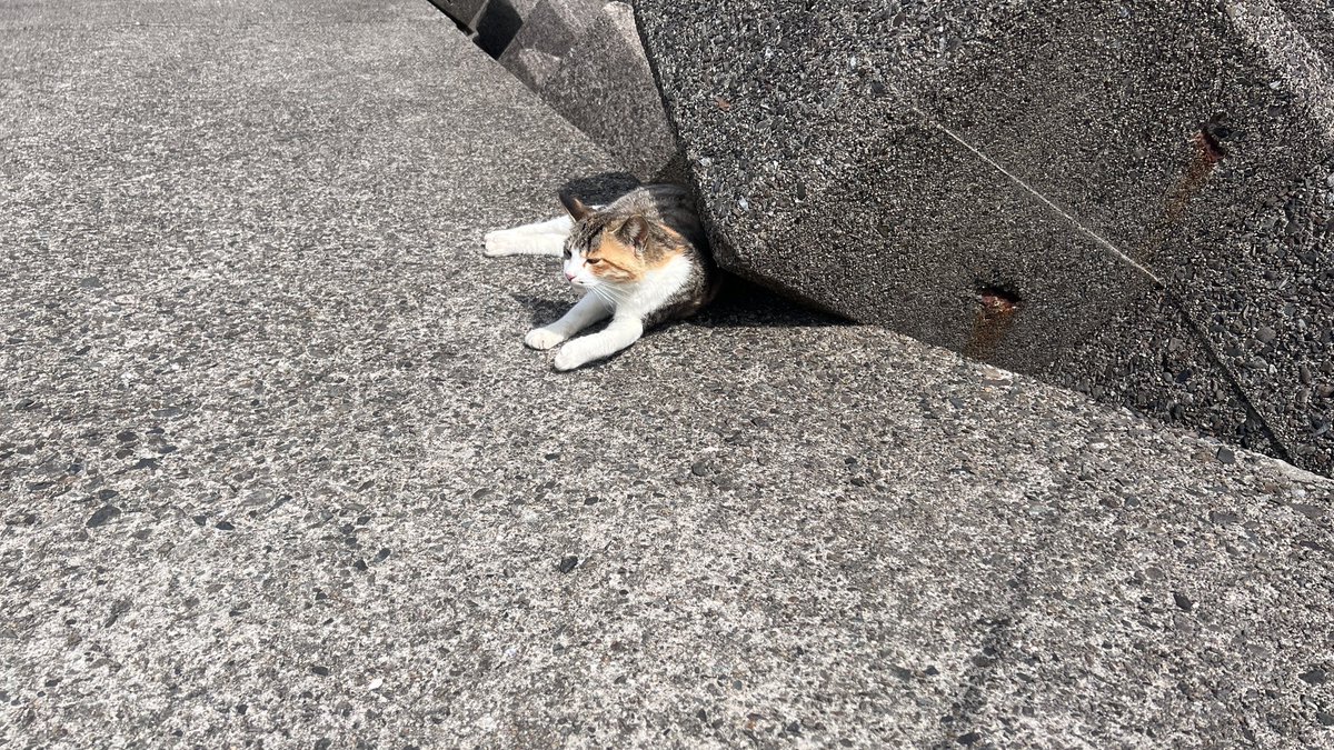 ぶらいと tweet media