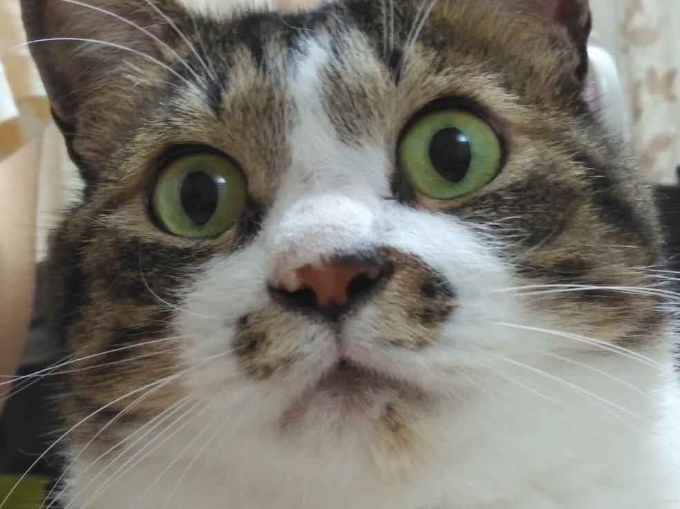 N_Suroko's tweet image. Morning, world!
Sharing my cats with the world 🐾
“A cat realizing it’s already Monday.”
#cats　#meow