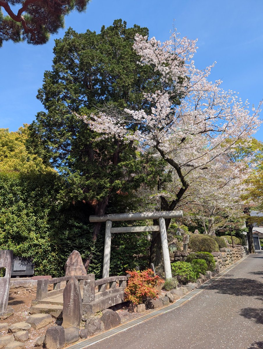 亜頭樹(アズキ) tweet media