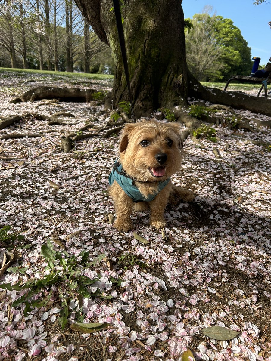 甘々太郎 tweet media