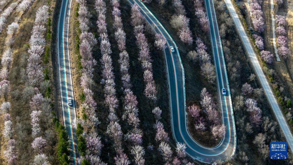 ShutterLife888's tweet image. 宁夏固原梯田花海绽放黄土高原，展现生态治理成果
Terraced flower fields bloom on the Loess Plateau in Guyuan, Ningxia, showcasing ecological restoration achievements. #Restoration