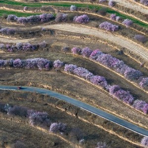 ShutterLife888's tweet image. 宁夏固原梯田花海绽放黄土高原，展现生态治理成果
Terraced flower fields bloom on the Loess Plateau in Guyuan, Ningxia, showcasing ecological restoration achievements. #Restoration