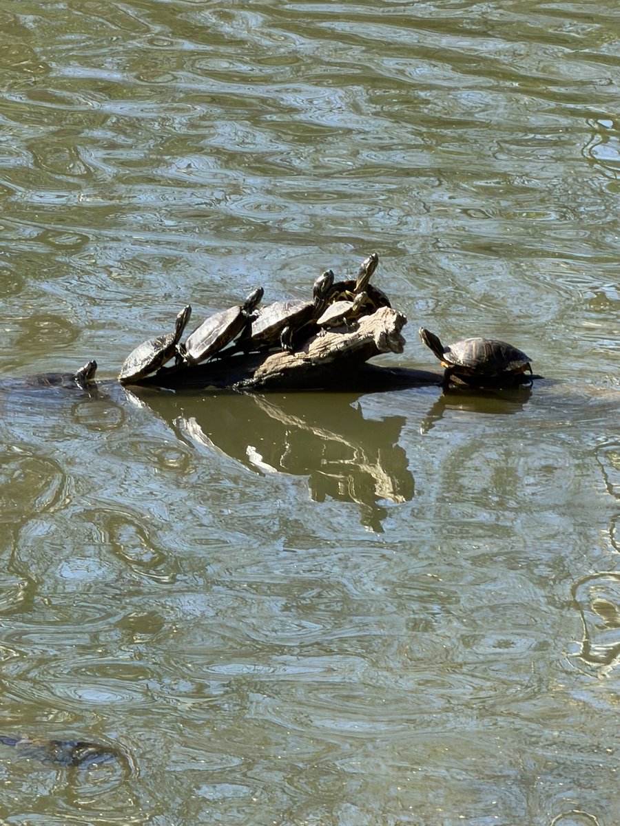 Allan Cibert tweet media