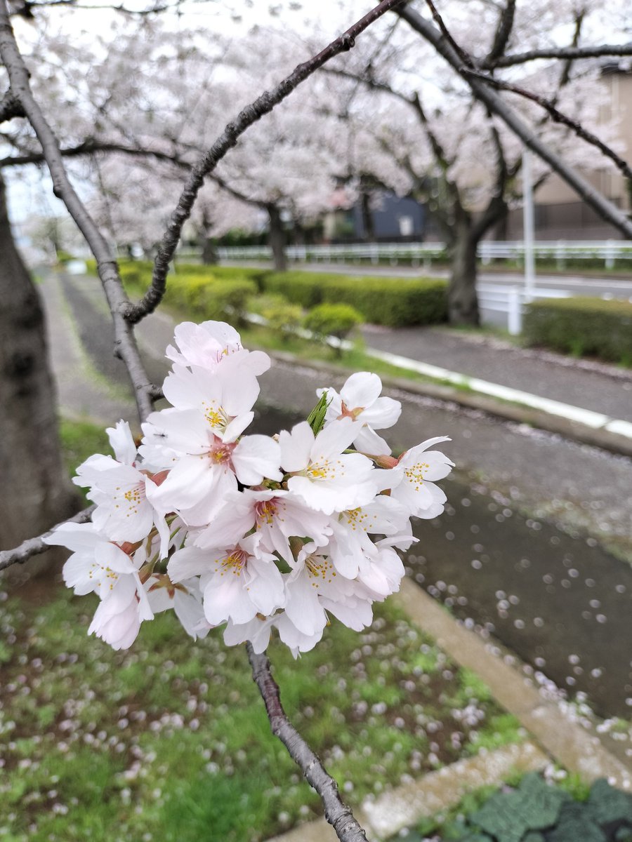 昨日、家の近所を散歩して桜も見ました。明日から長男は5年生、次男は小学校入学🎒 早い早い…
上履きさっき洗った。ギリギリセーフ😂