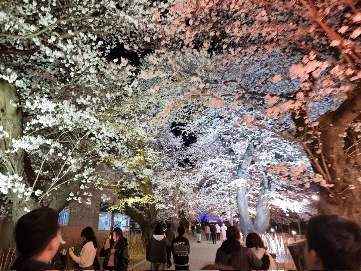 tohcovoice's tweet photo. 벚꽃놀이🌸 https://t.co/Q3mw2eMZ1b