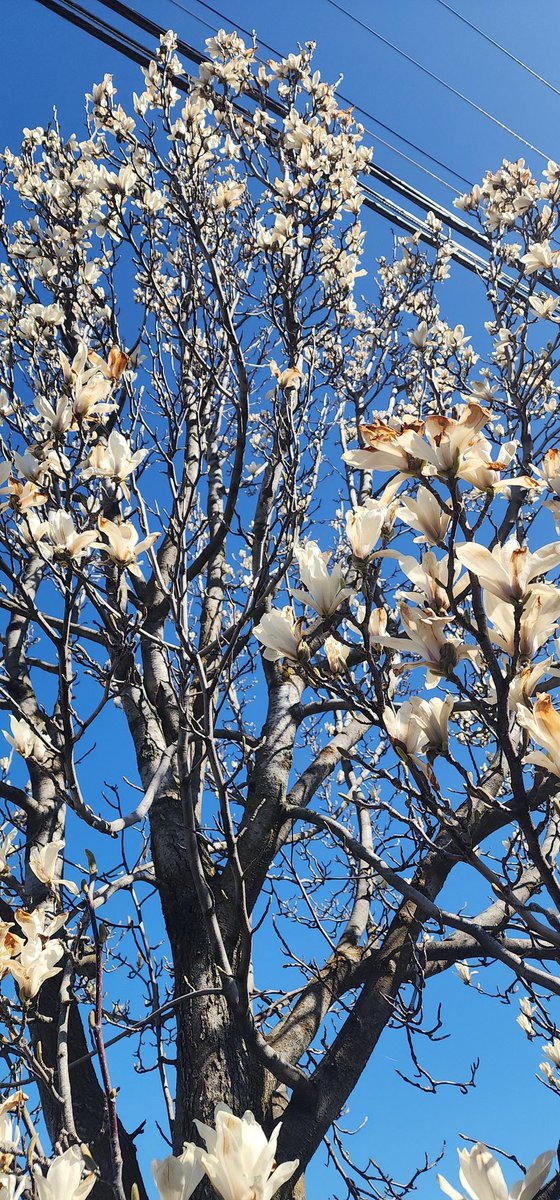 gracechiquette's tweet photo. Our Galaxy Magnolia https://t.co/GZd6EVwjLm
