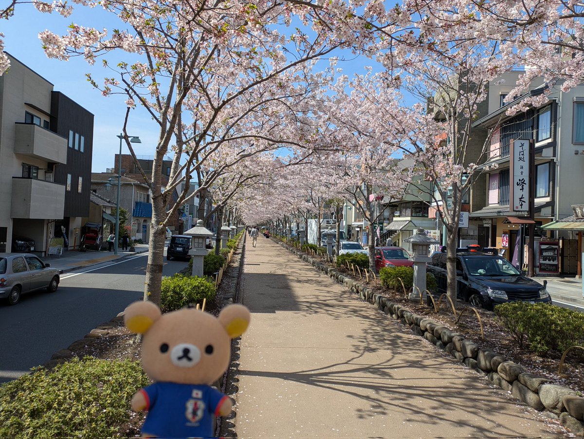 鎌倉に来ました。?まだまだ綺麗です?