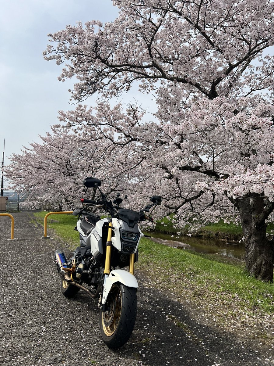 テンタ tweet media