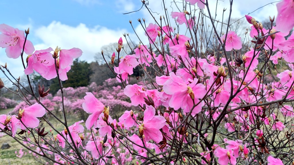 おでかけポコ tweet media