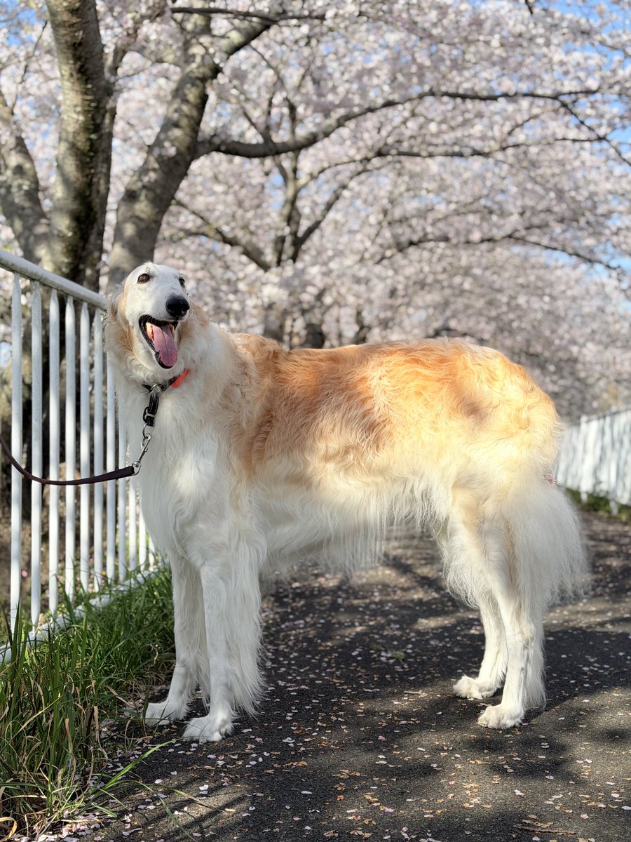 Tina＆Coron tweet media