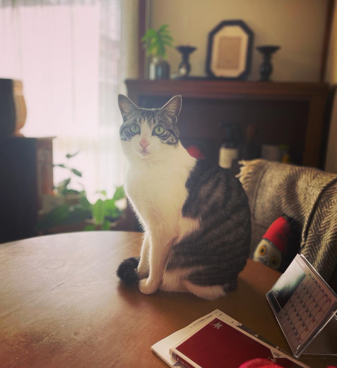 大天使！まきまきうんこちゃん🪽 tweet media