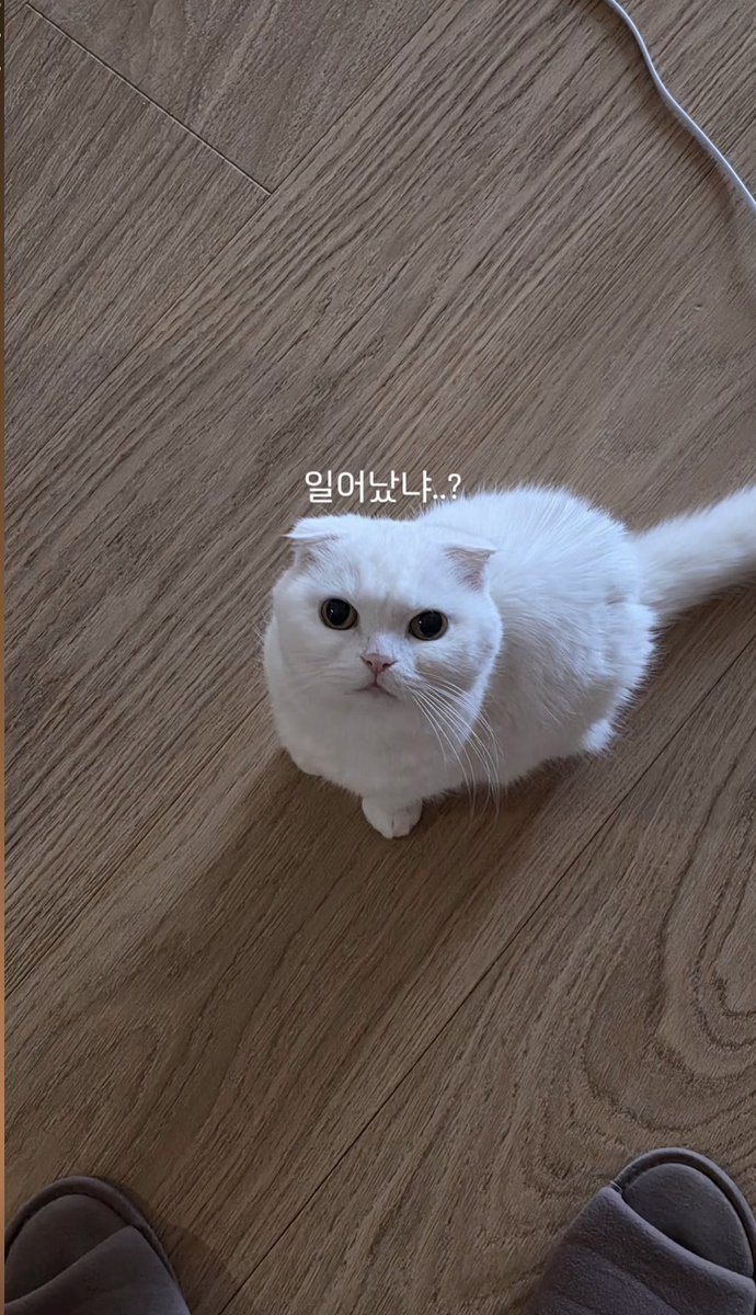 0U ! 꽁낚시왕 🐱🎣 tweet media