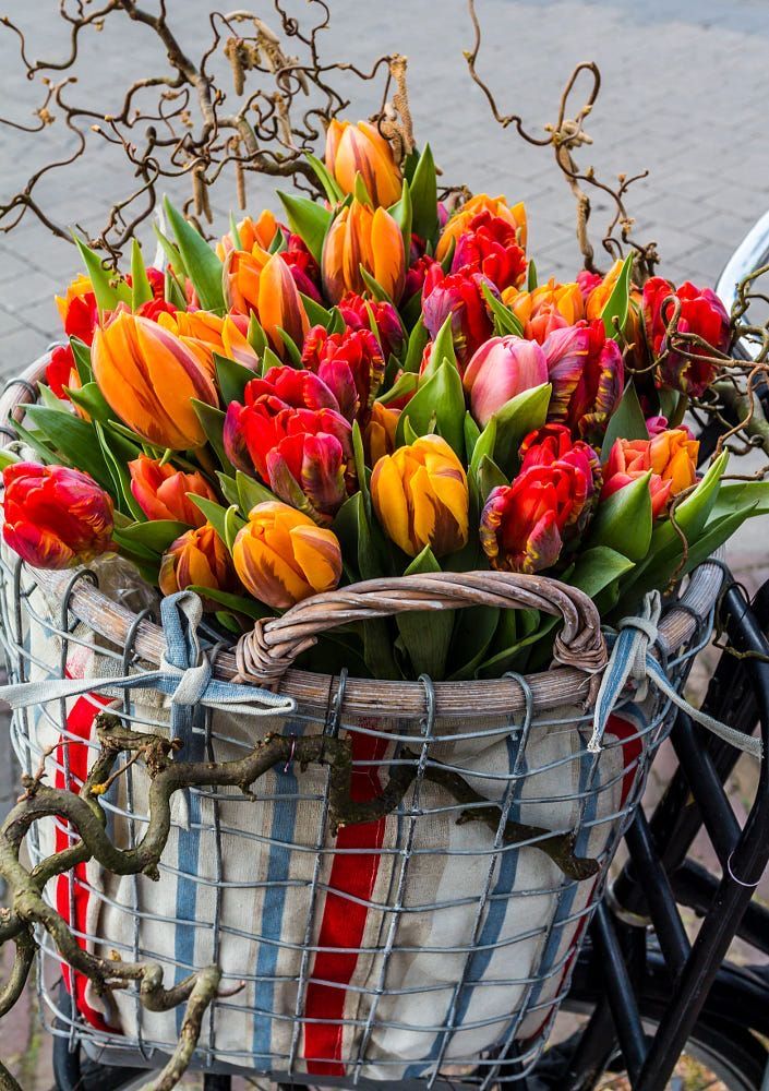 Buenos días. Sí, es #lunes, pero podía ser peor: imagina que no existieran las #flores.