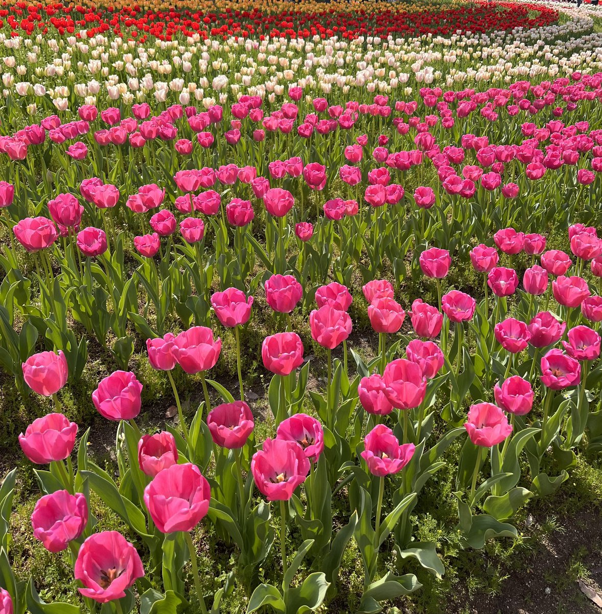 𑁍ࠬܓ tweet media