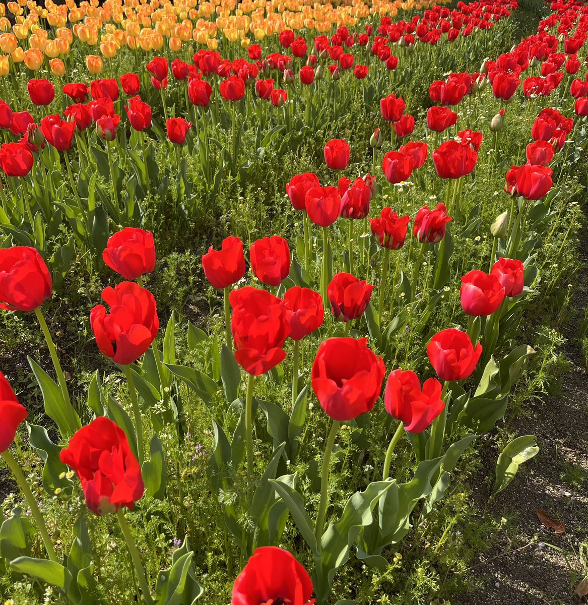 𑁍ࠬܓ tweet media