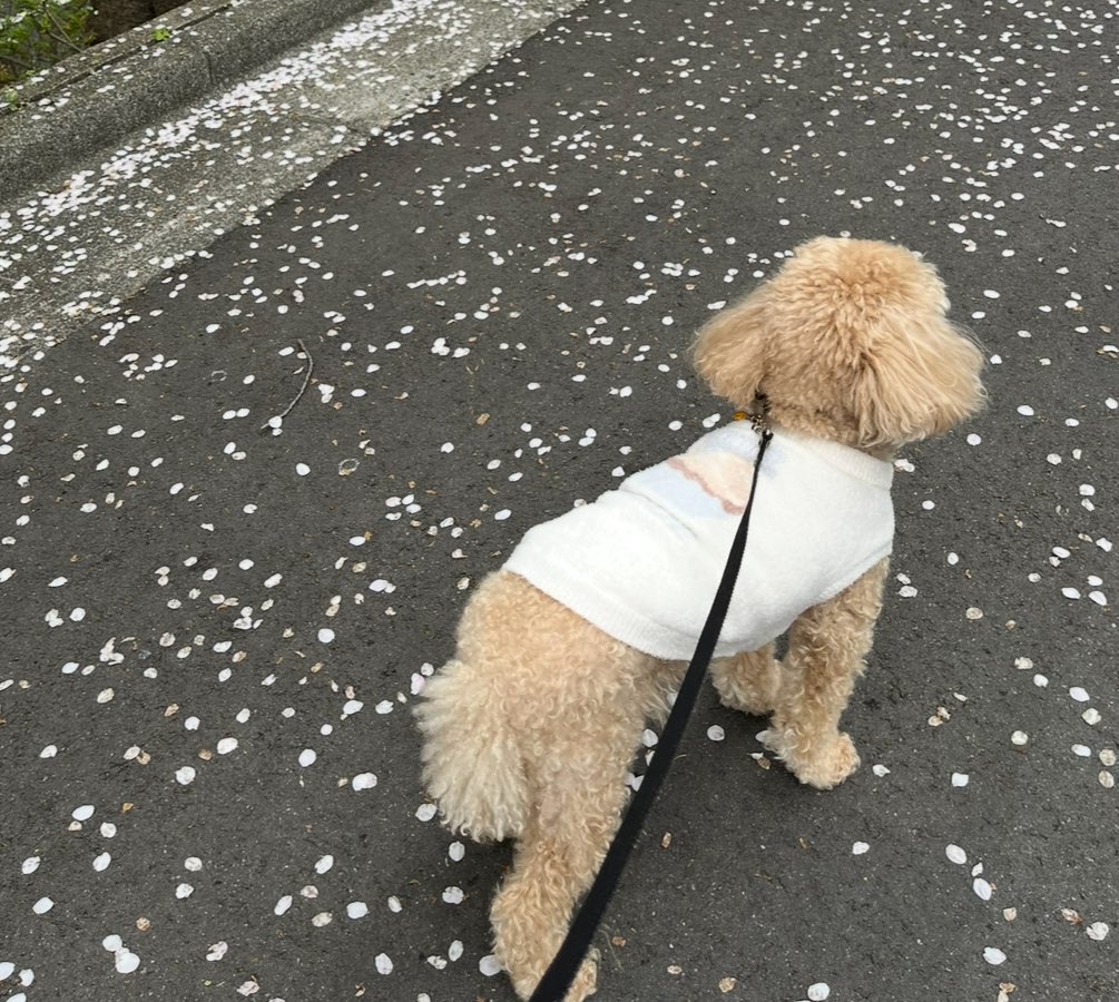 🍊ちゃんなお‎︎🍊 tweet media