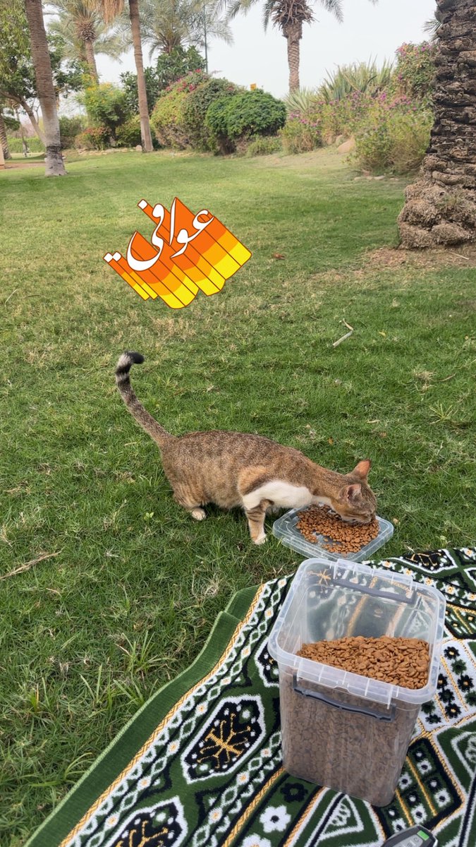 خالد العوفي tweet media