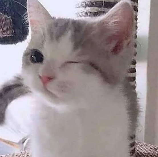 𝐌𝐞𝐨𝐰𝐤𝐲 ♡ 𝐊𝐢𝐭𝐭𝐲 𝐉𝐞𝐟𝐟 🐈 tweet media