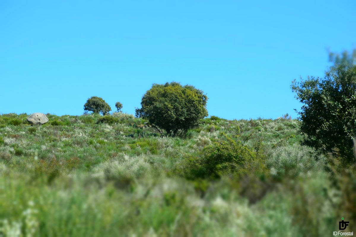 IDForestal tweet media