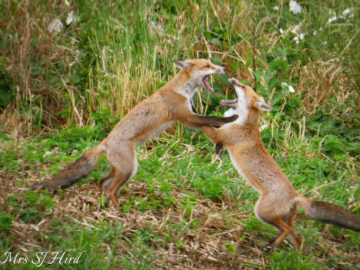Chris Packham tweet media
