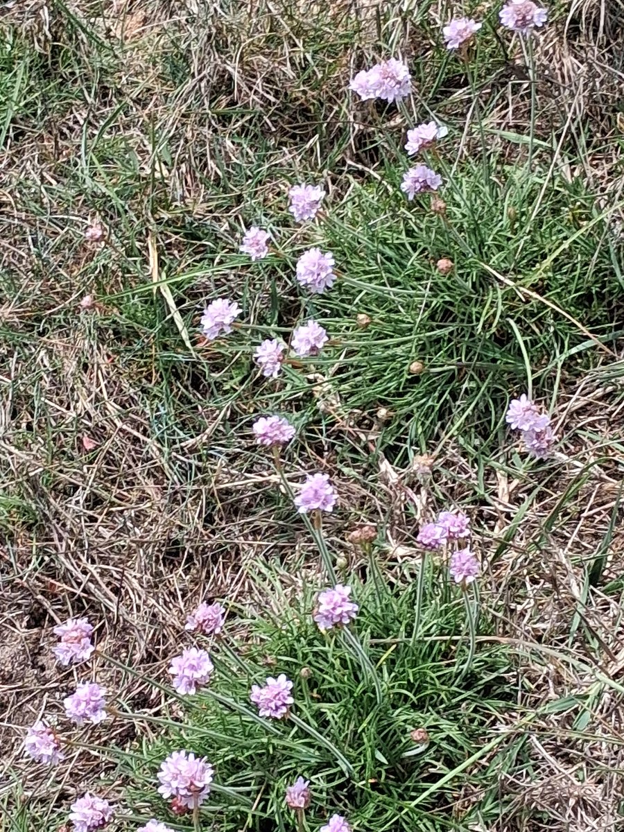 Lady Gogo tweet media