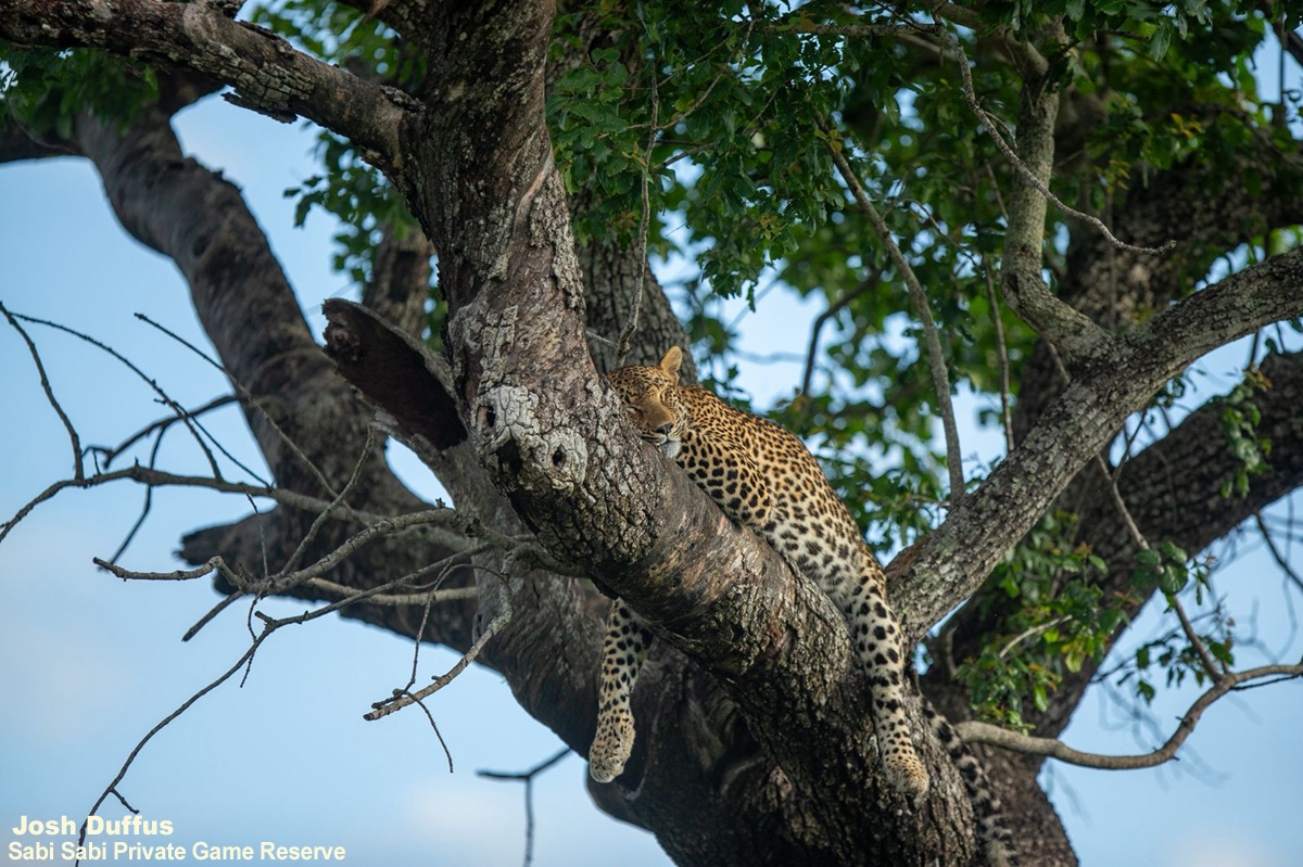 SabiSabiReserve's tweet image. The Kurhula female #leopard rests during the heat of the day. Leopards often use elevated branches to stay safe from other predators, avoid ground-level disturbances, and conserve energy. Their strong limbs and balance allow them to climb easily and remain stable while sleeping.