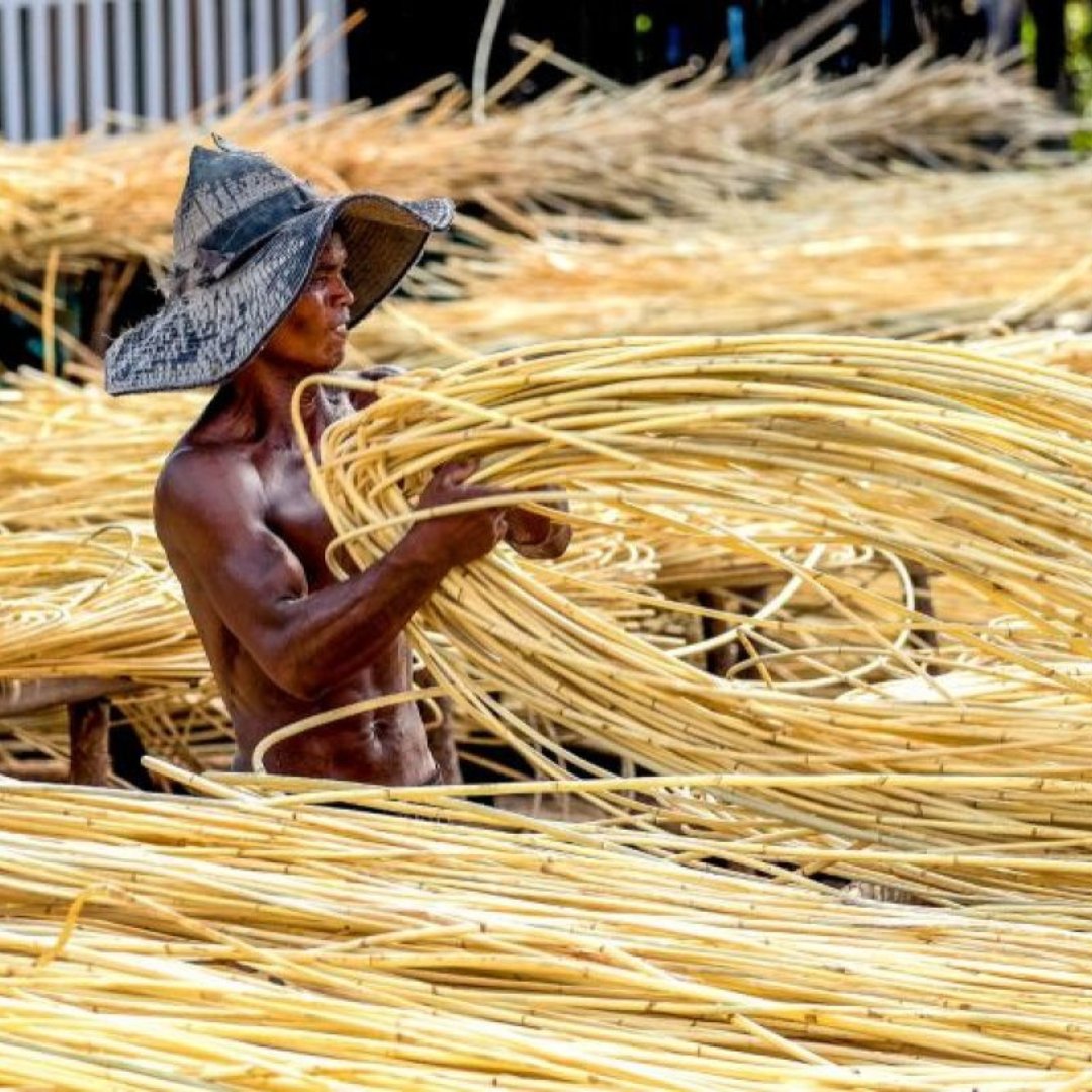 Katingan Mentaya Project English tweet media