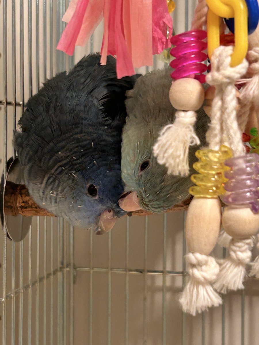 丸ちゃん tweet media