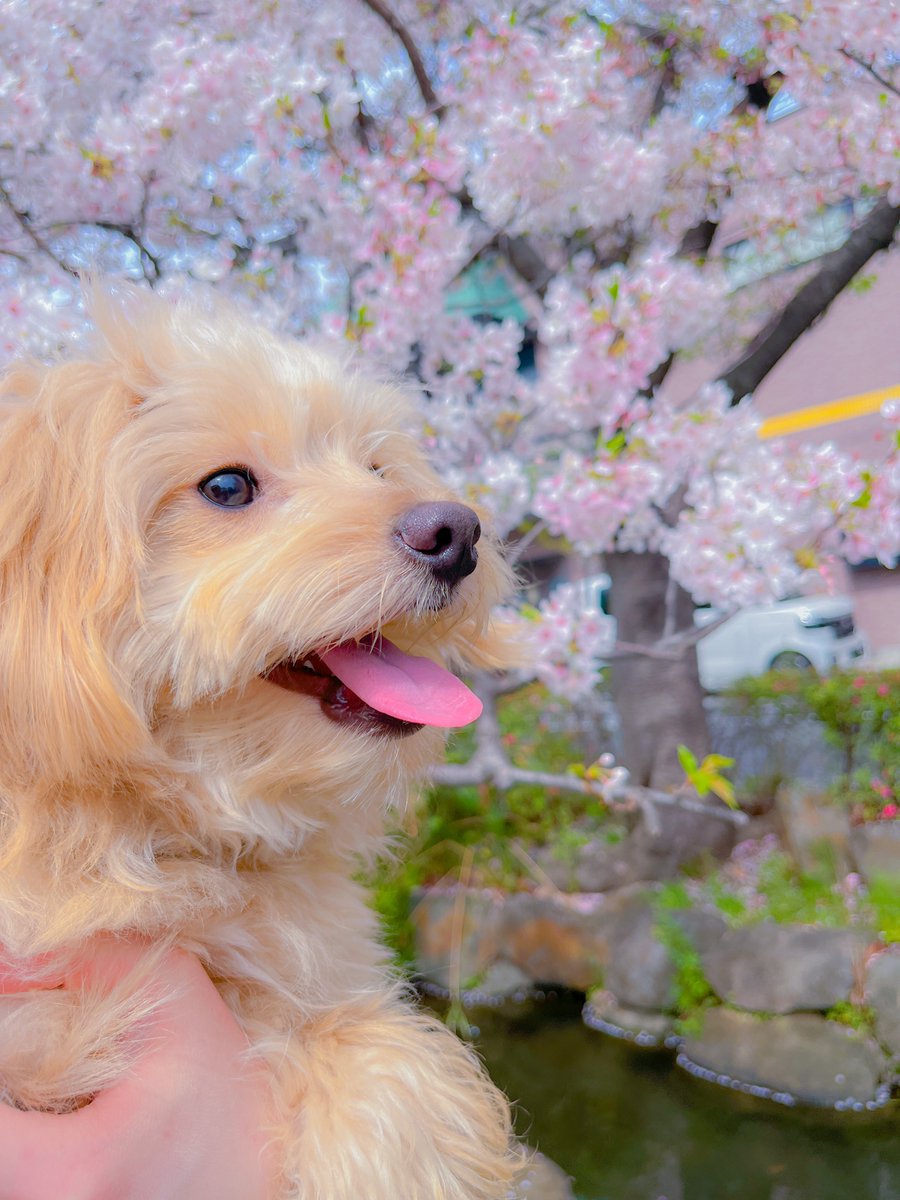 おかゆ🍻🌱 tweet media