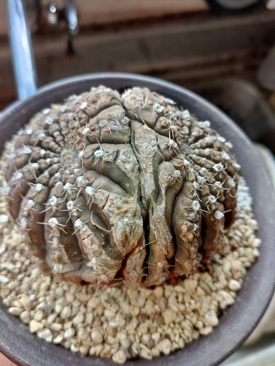 そろそろ涼しくなったし色々やろうと思ってる真魅 tweet media