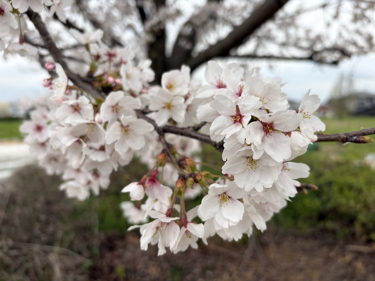 CamPark TV（キャンパーク） tweet media